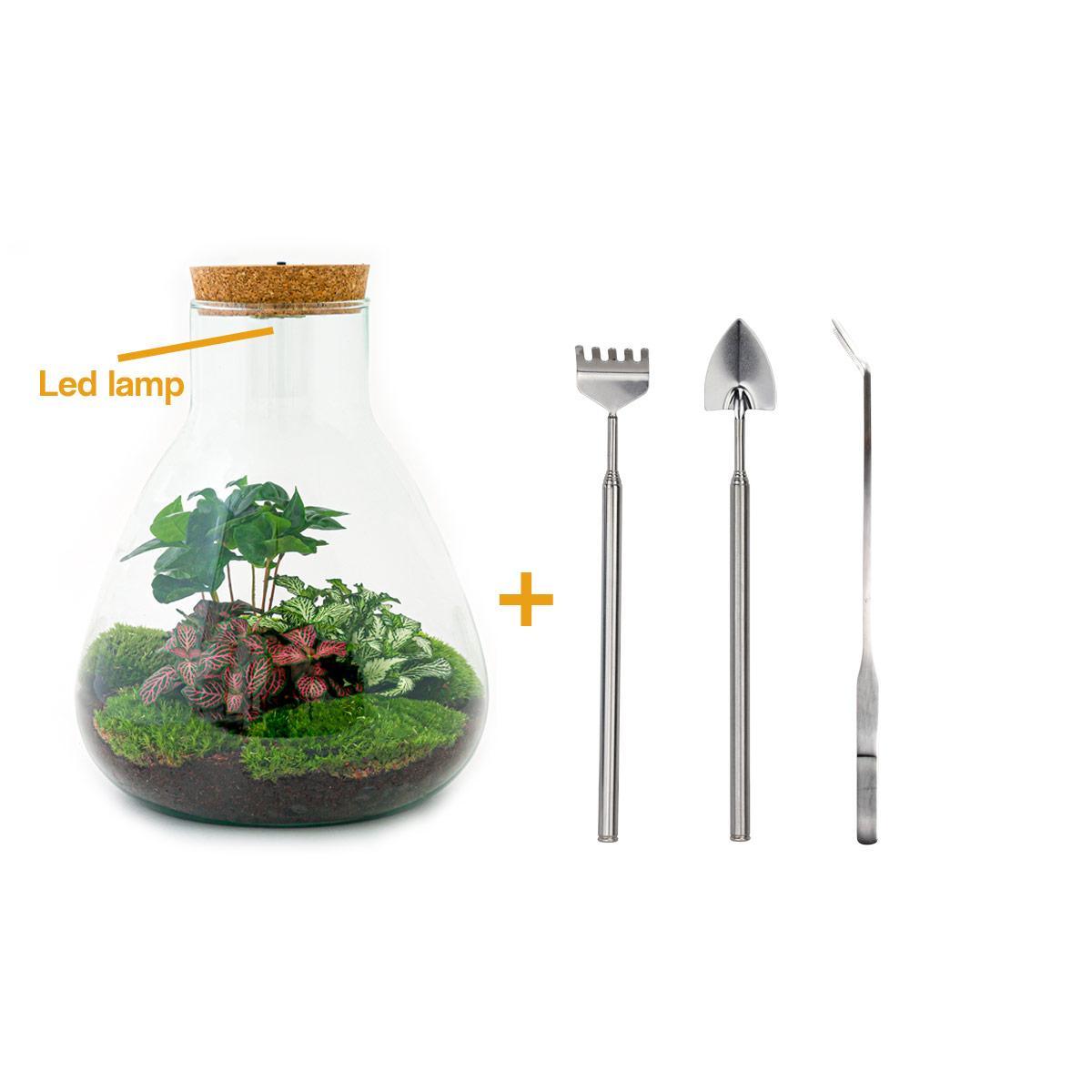 DIY terrarium - Sam Coffea - ↕ 30 cm - incl. LED