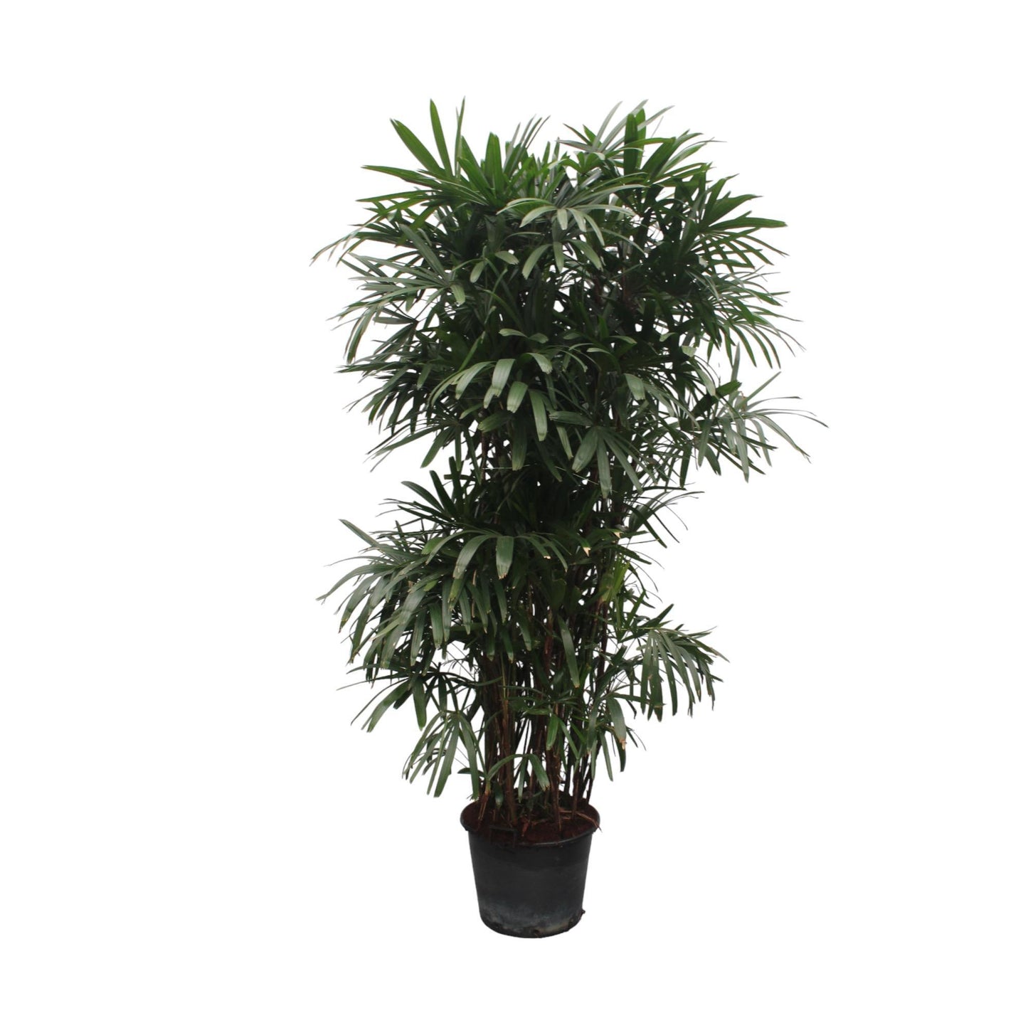 Rhapis Excelsa