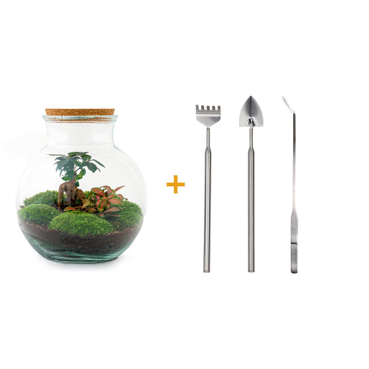 DIY terrarium - Teddy bonsai - ↕ 26,5 cm