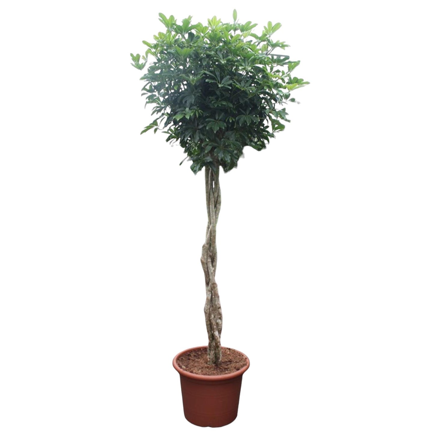 Schefflera Arboricola Compacta gevlochten stam