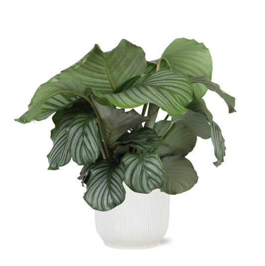 Calathea Orbifolia + elho Vibes Fold Round