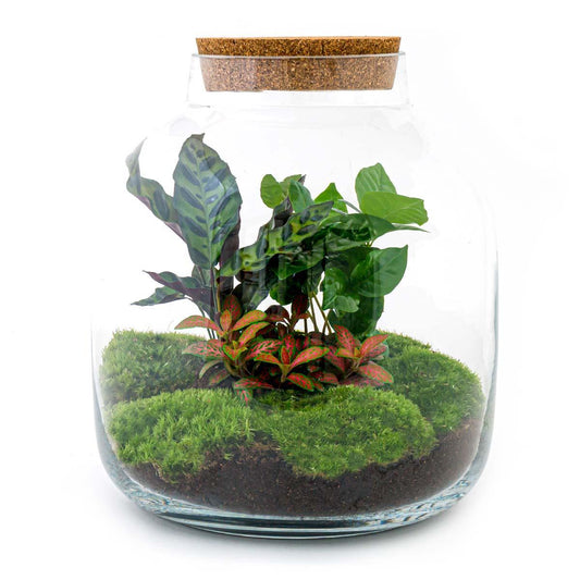 DIY terrarium - Billie Botanical - ↕ 30 cm