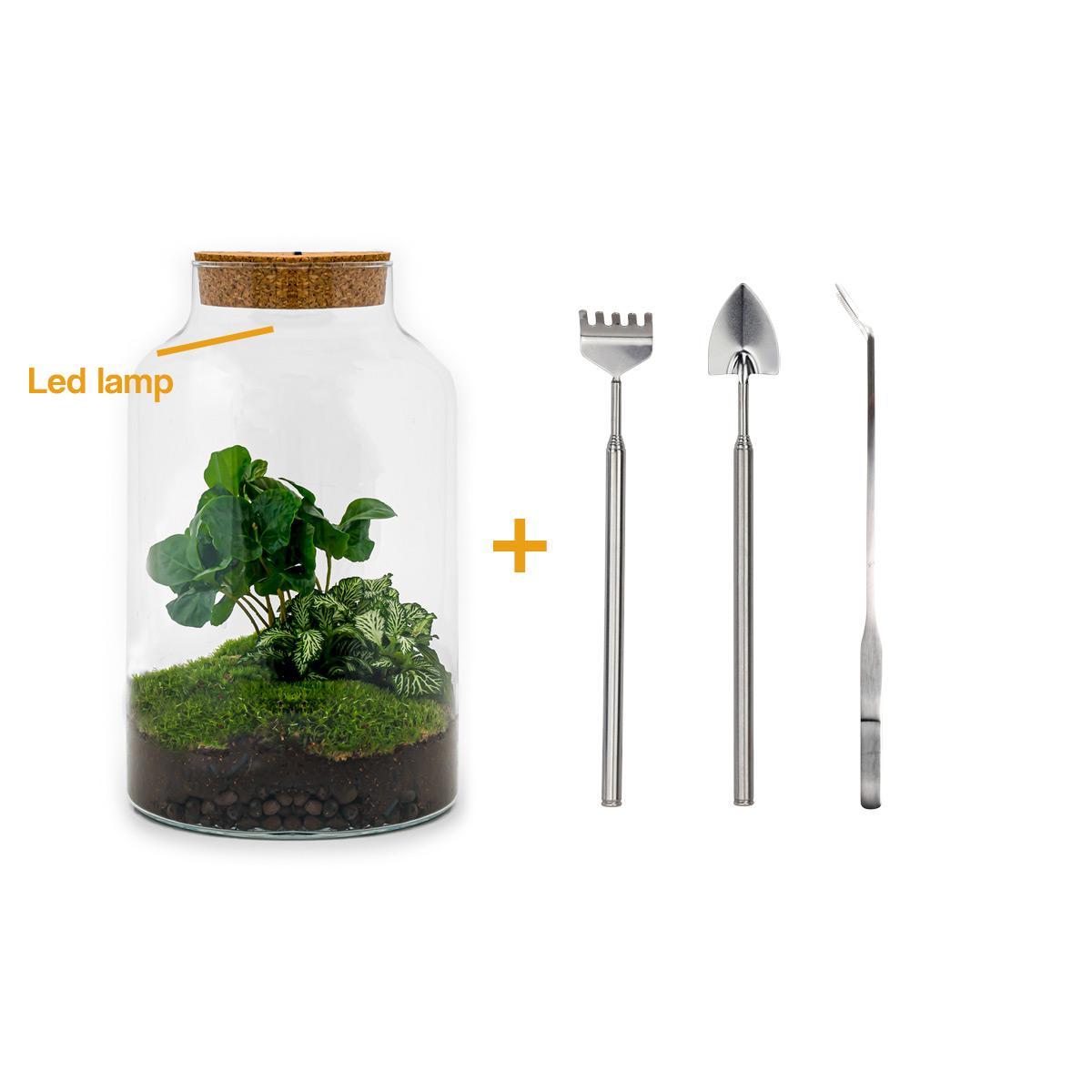 DIY terrarium - Milky Coffea - ↕ 31 cm - incl. LED