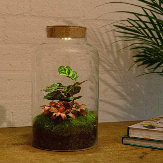 DIY terrarium - Milky Calathea - ↕ 31 cm - incl. LED