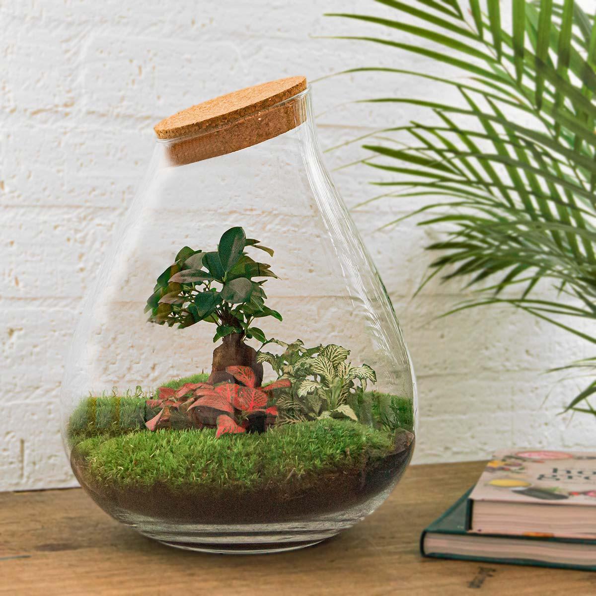 DIY terrarium - Drop XL Bonsai -↕ 37 cm