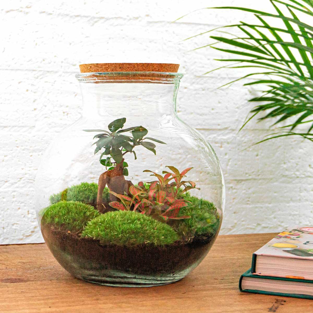 DIY terrarium - Teddy bonsai - ↕ 26,5 cm