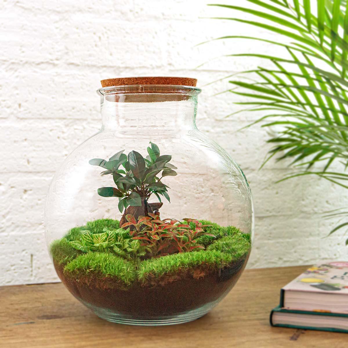 DIY terrarium - Bolder Bob Bonsai - ↕ 30 cm