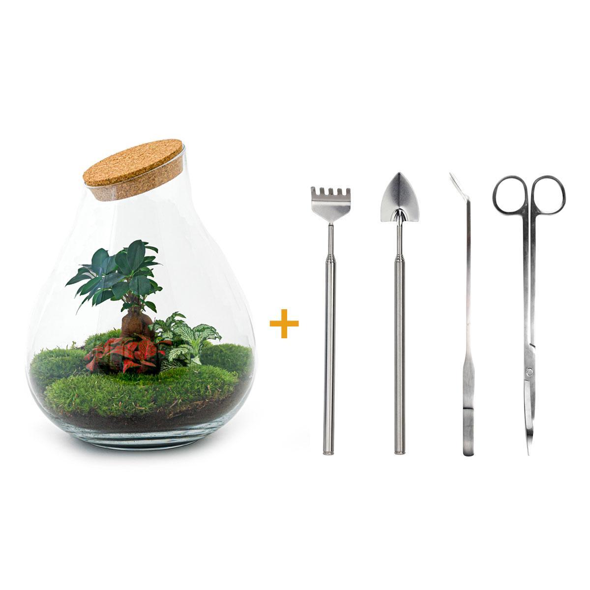 DIY terrarium - Drop XL Bonsai -↕ 37 cm