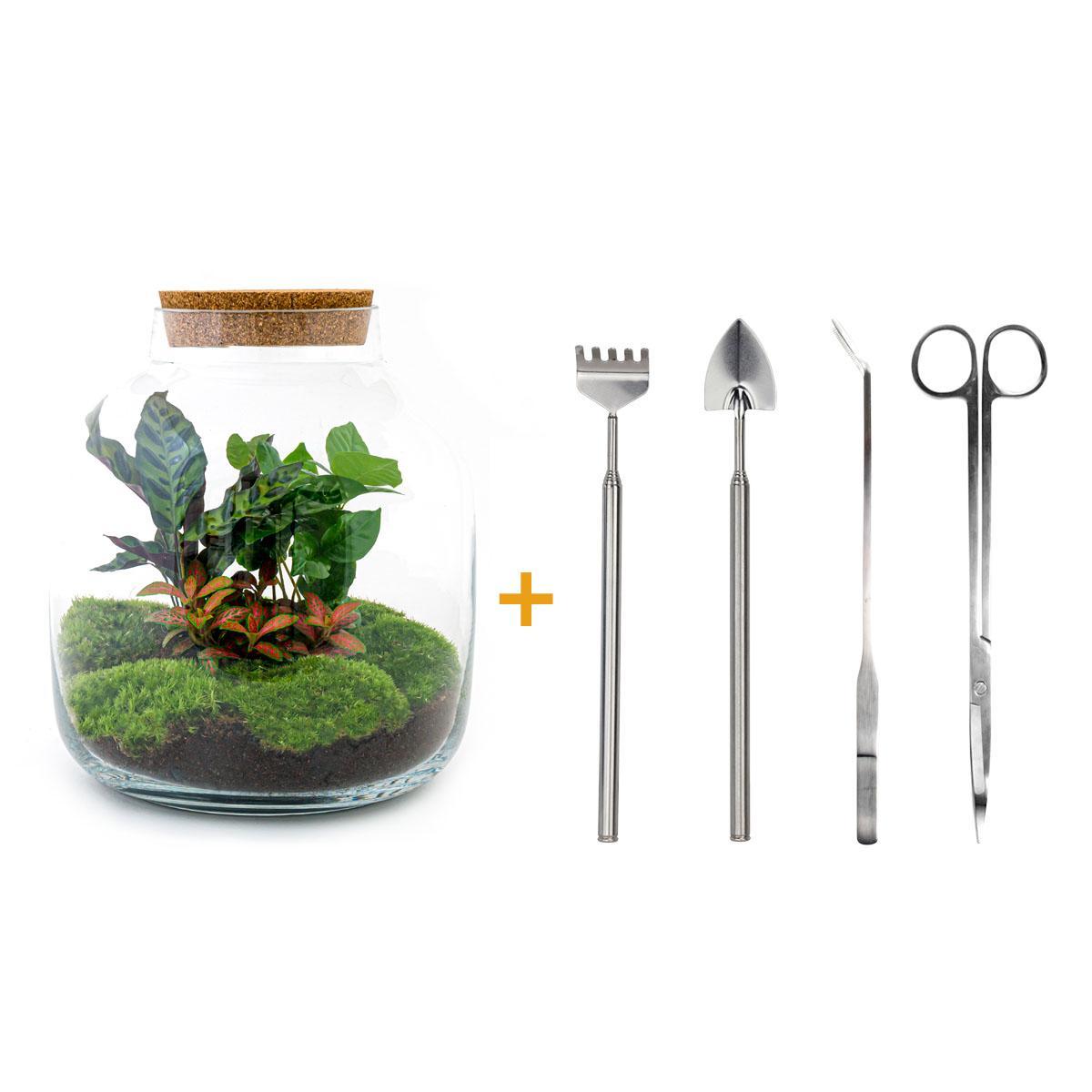 DIY terrarium - Billie Botanical - ↕ 30 cm