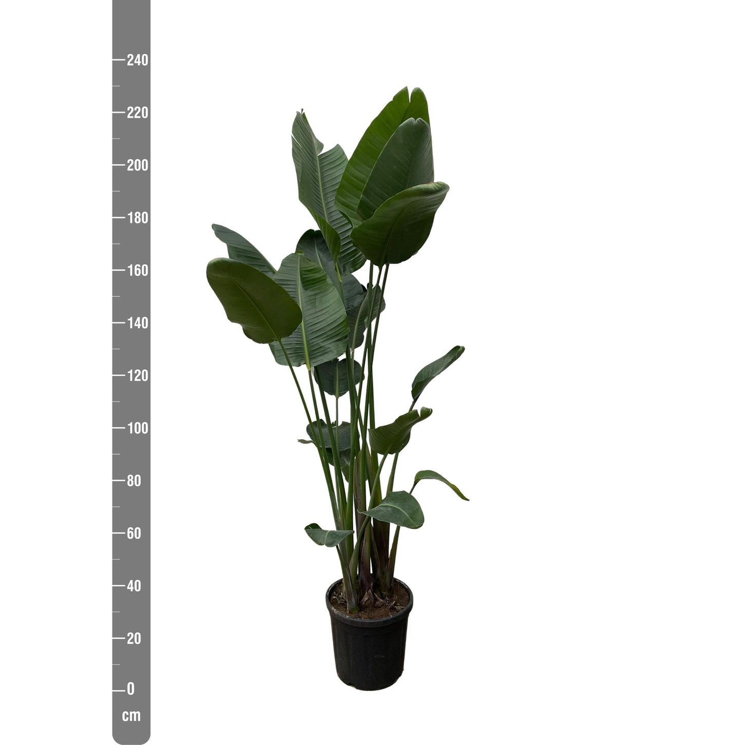 Strelitzia Nicolai XL