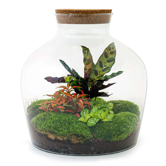 DIY terrarium - Fat Joe Rood - ↕ 30 cm