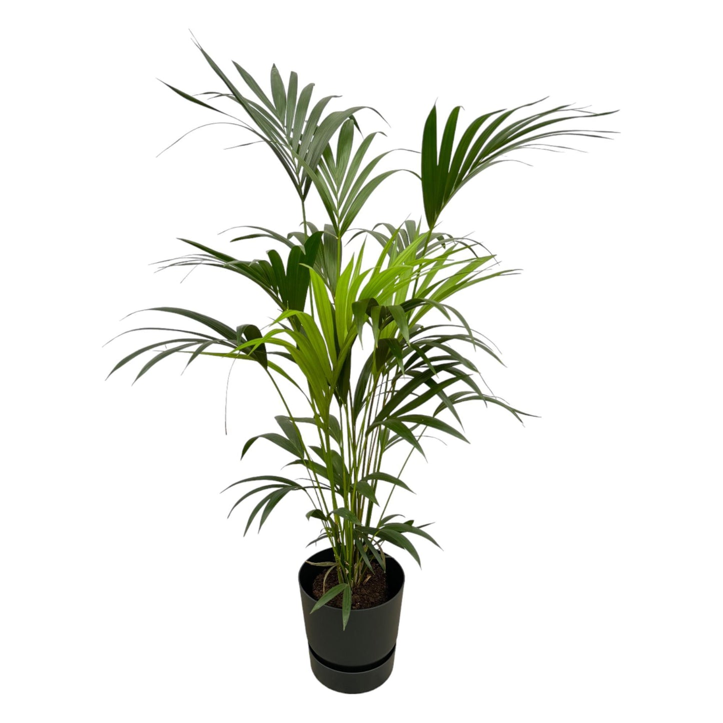 Kentia palm + elho Greenville Round