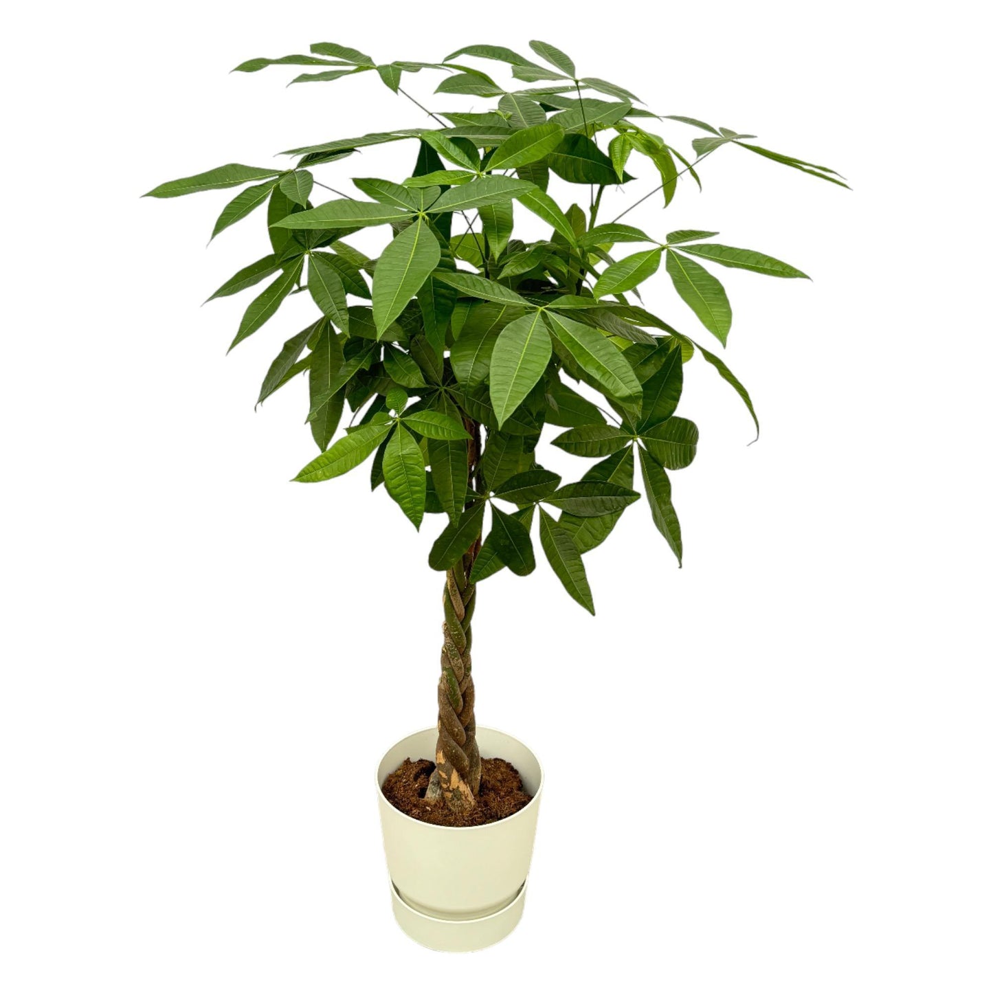 Pachira Aquatica (Geldboom) + elho Greenville Round