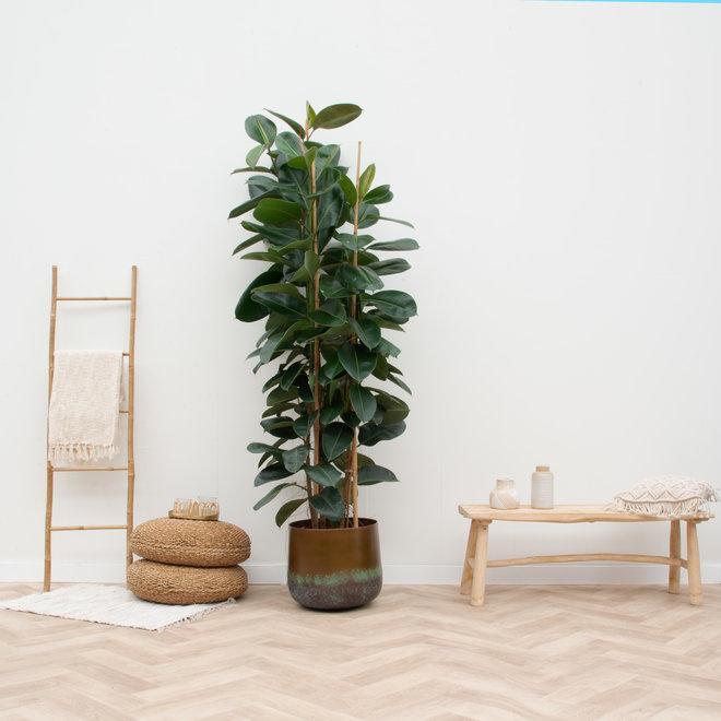 Ficus Elastica Robusta struik