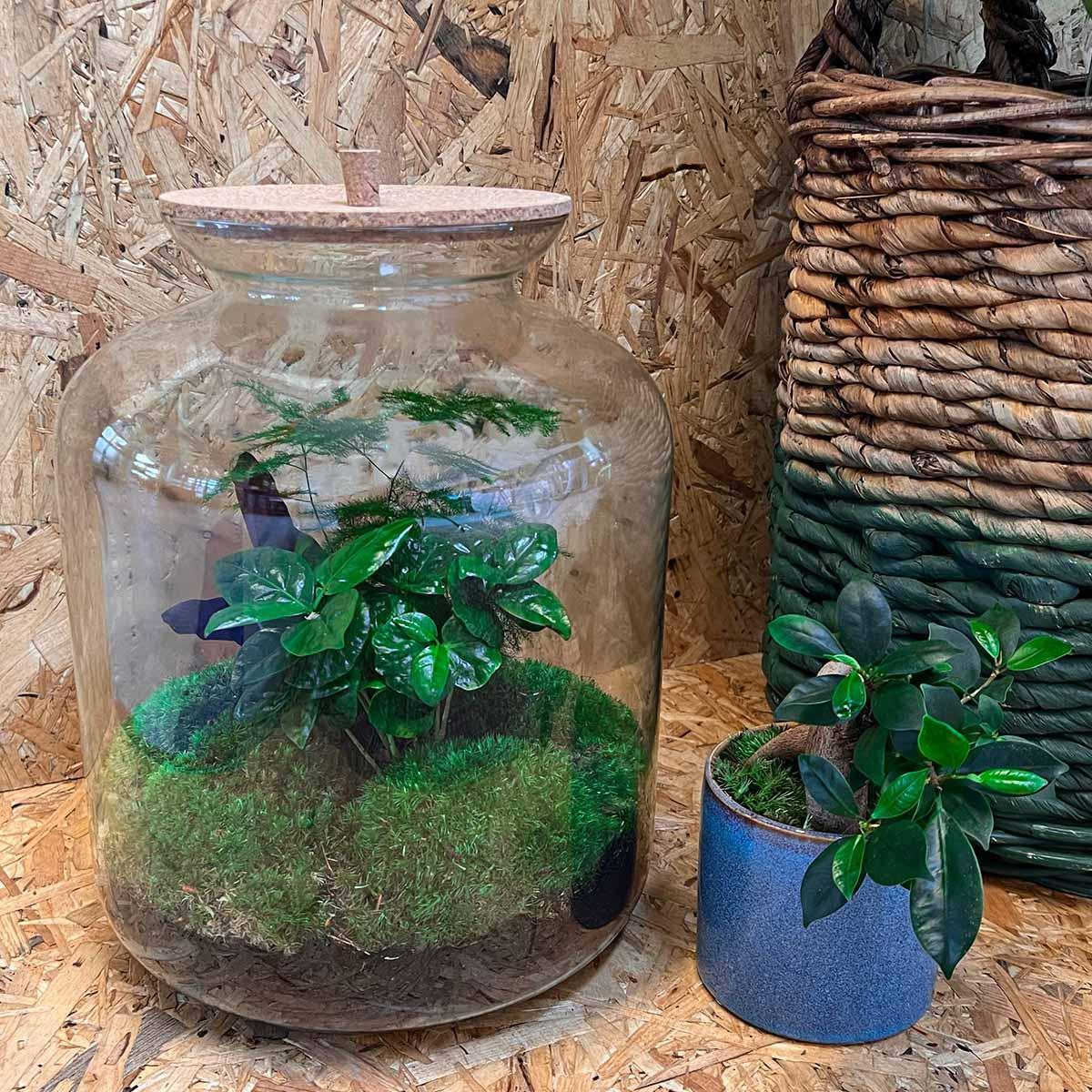 DIY terrarium - Lukas - ↕ 33 cm