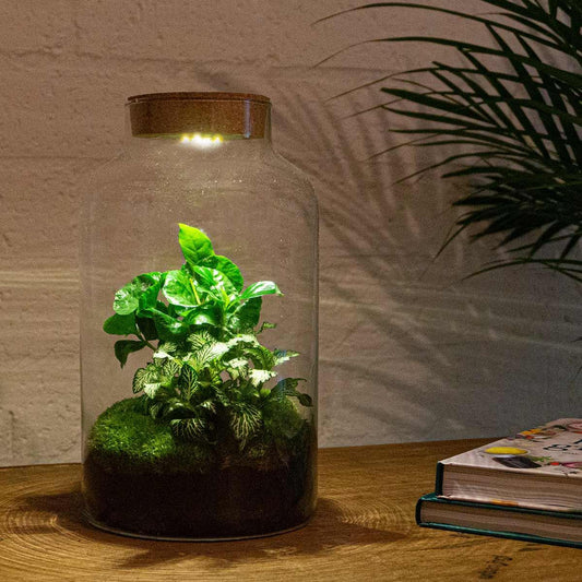 DIY terrarium - Milky Coffea - ↕ 31 cm - incl. LED