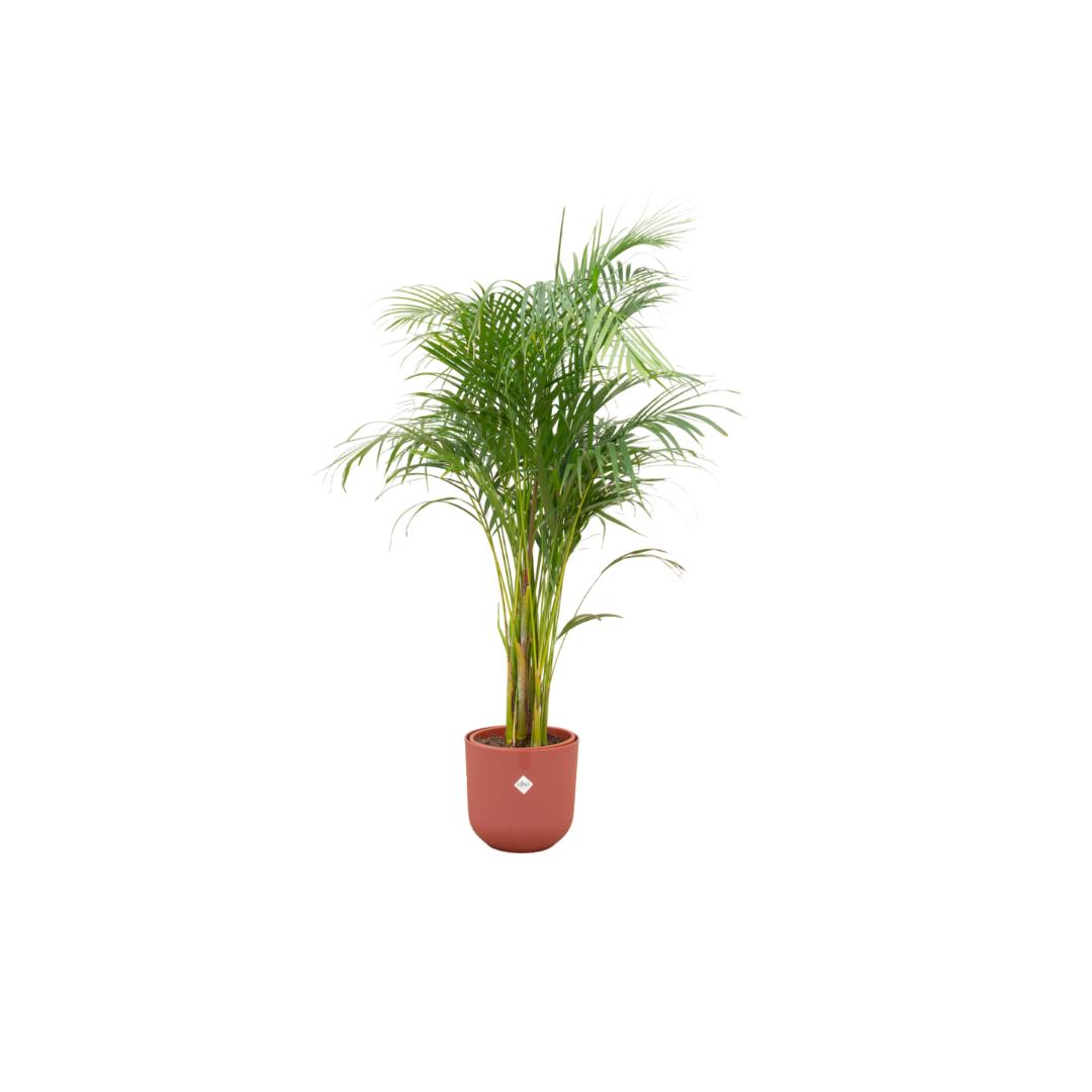 Areca palm + elho Jazz Round
