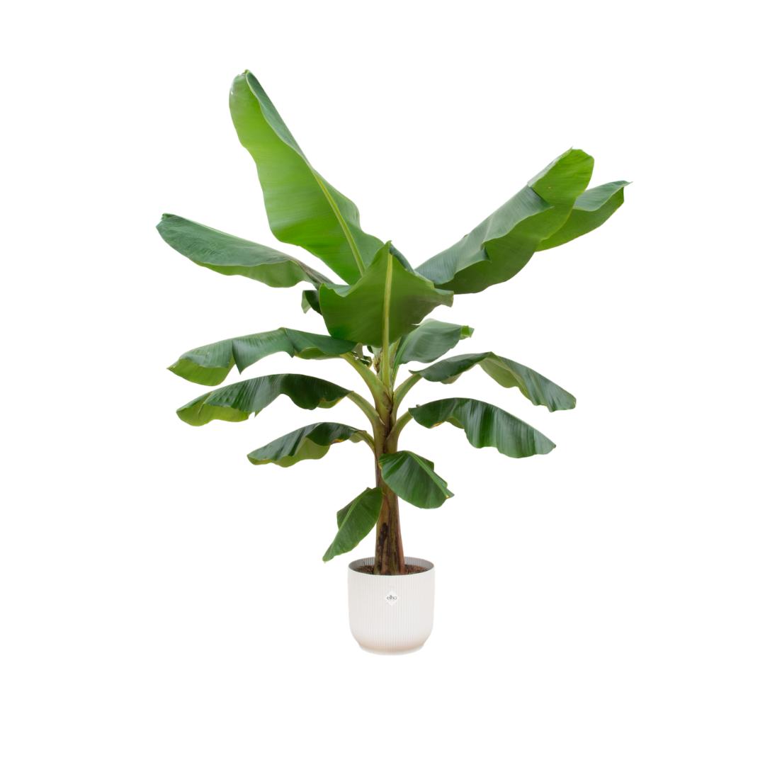 Bananenplant (Musa) + elho Vibes Fold Round