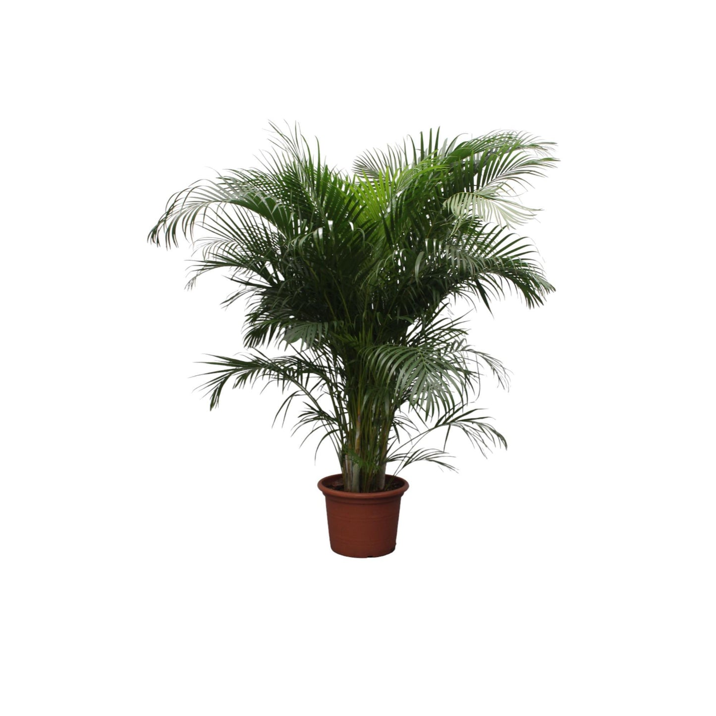 Areca palm (Dypsis Lutescens)