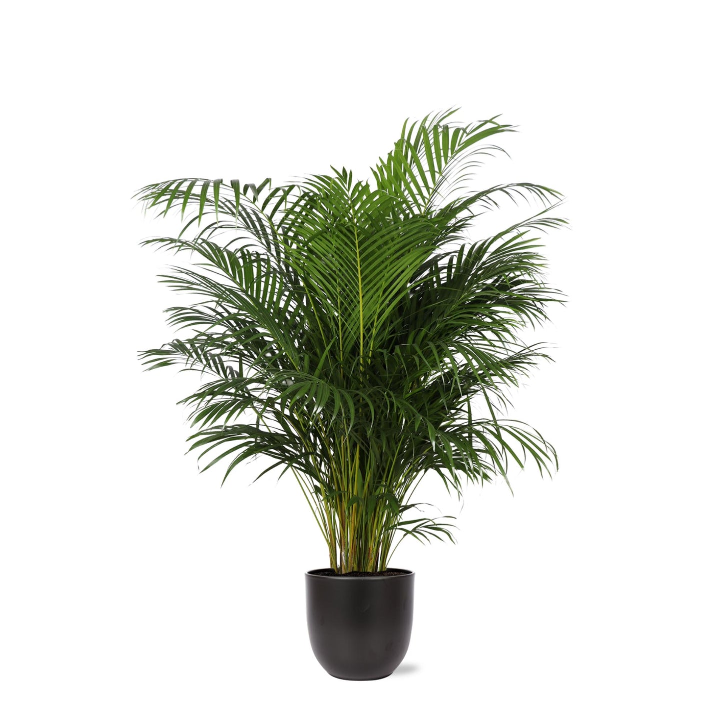 Areca Palm + Boule pot