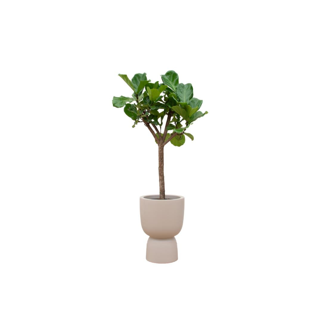 Ficus Lyrata op stam + Elho Pure Coupe