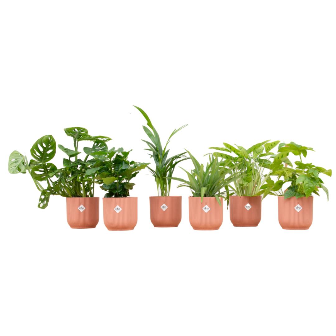 Verrassingsbox - 6 planten + elho Vibes Fold Round