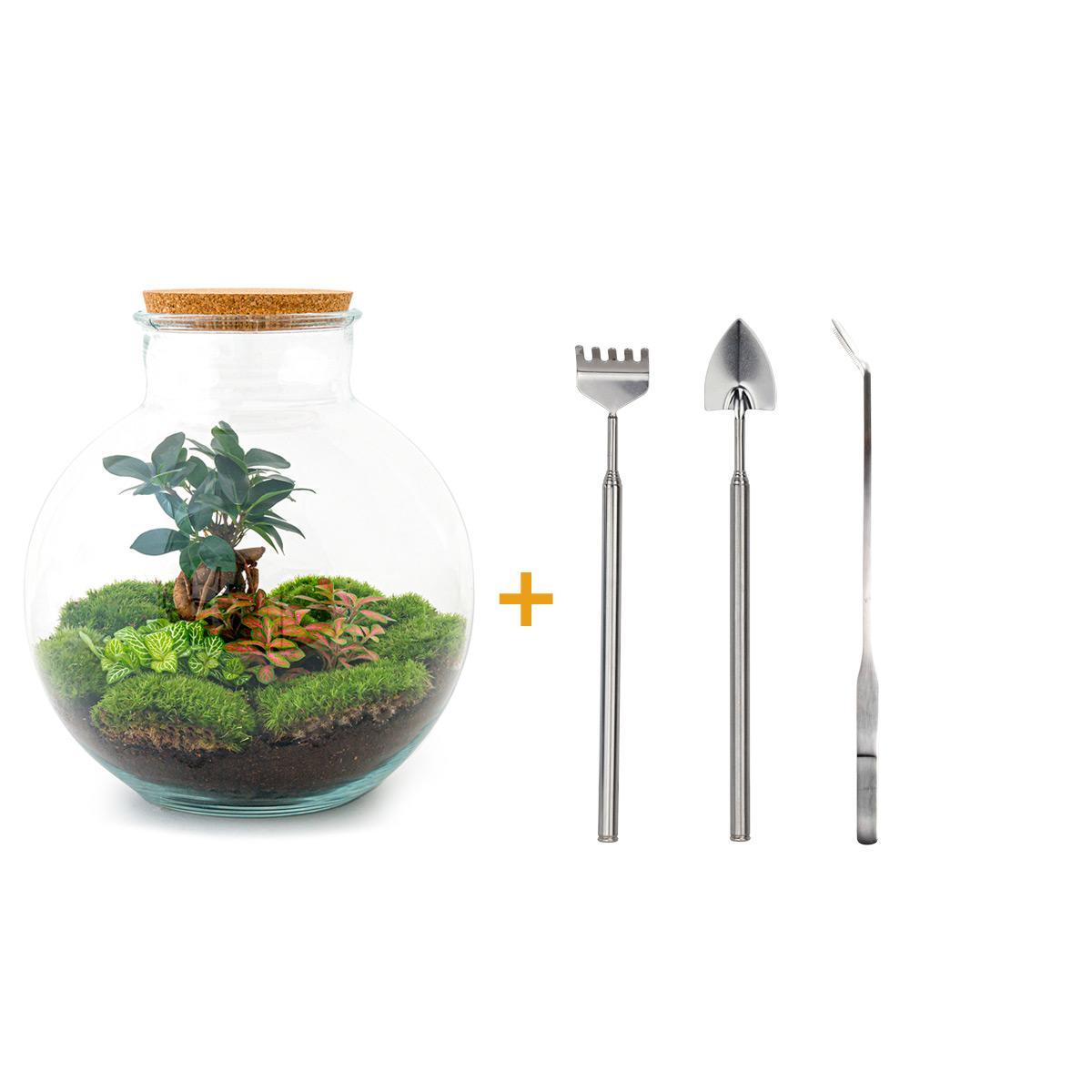 DIY terrarium - Bolder Bob Bonsai - ↕ 30 cm