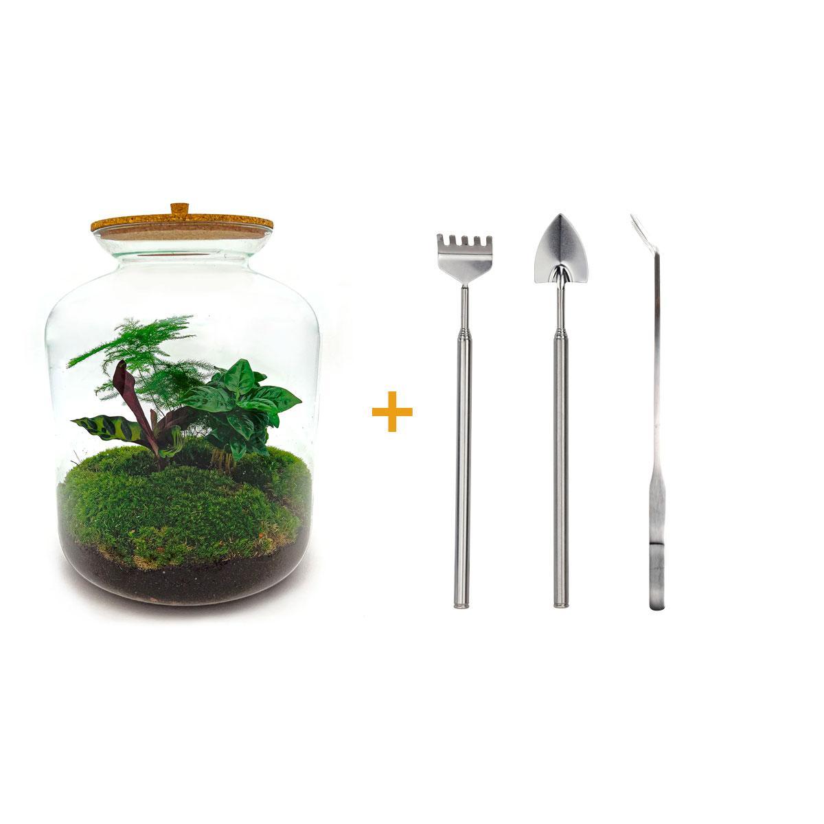 DIY terrarium - Lukas - ↕ 33 cm