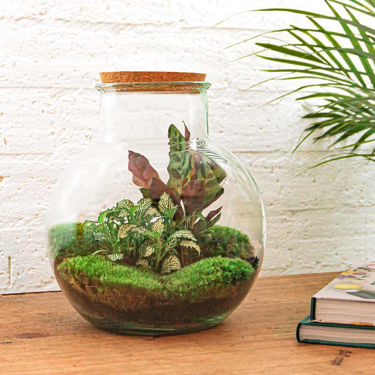 DIY terrarium - Teddy - ↕ 26,5 cm
