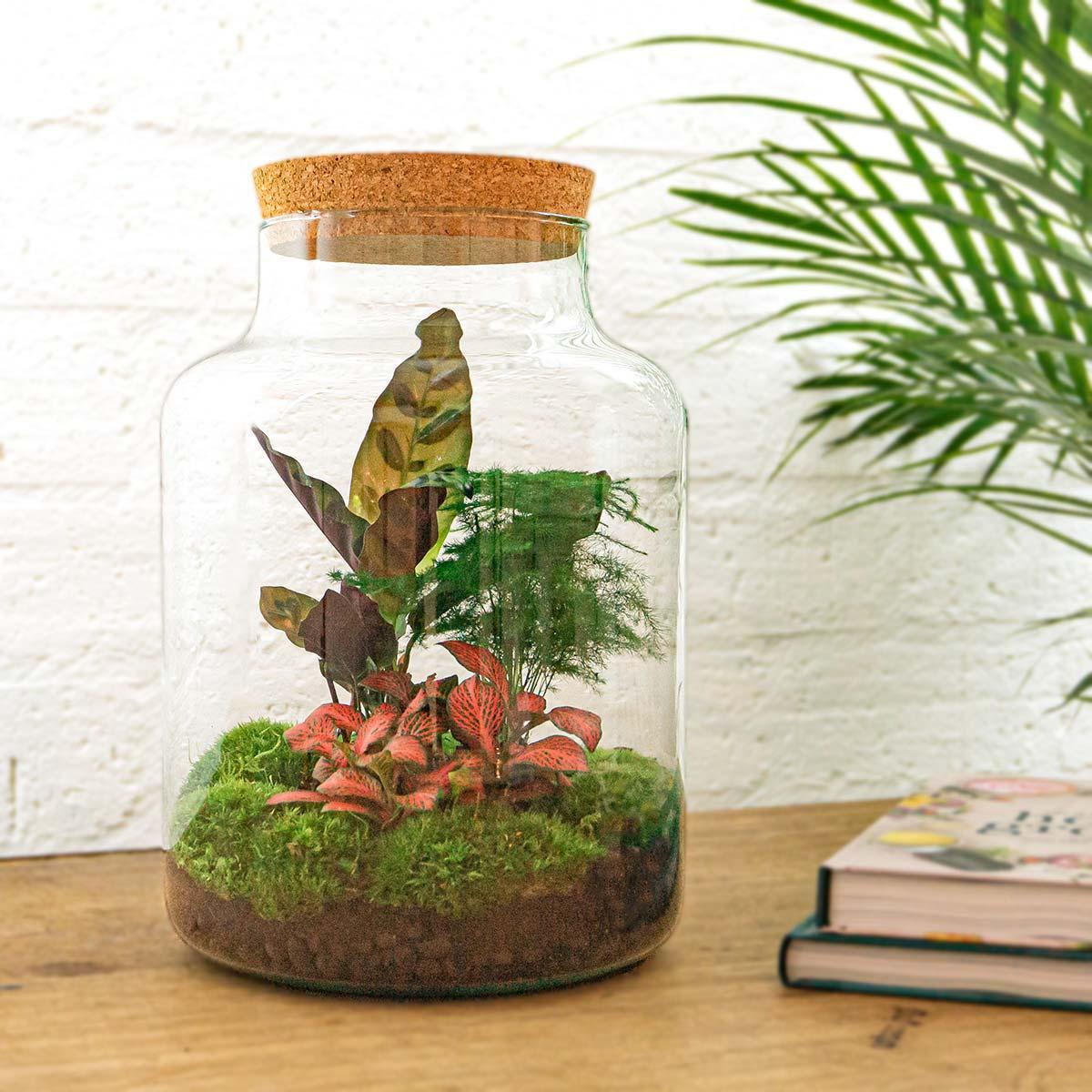 DIY terrarium - Milky - ↕ 30 cm