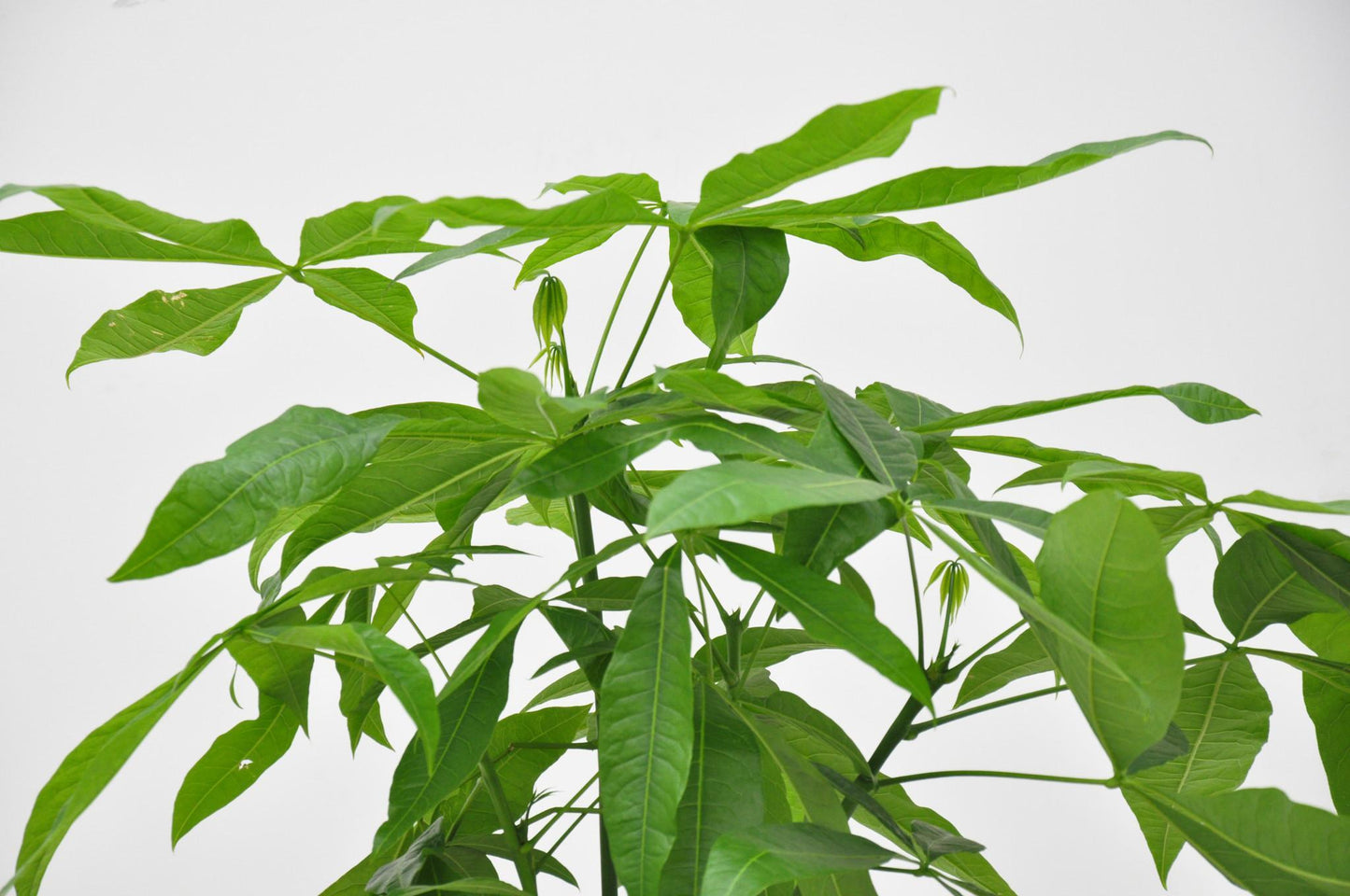 Pachira Aquatica (Geldboom)