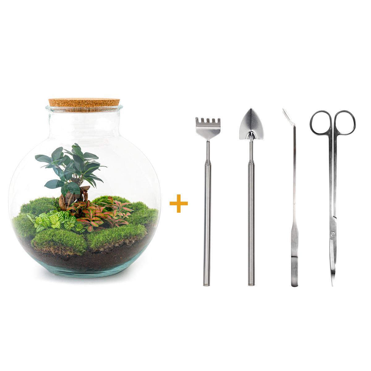 DIY terrarium - Bolder Bob Bonsai - ↕ 30 cm