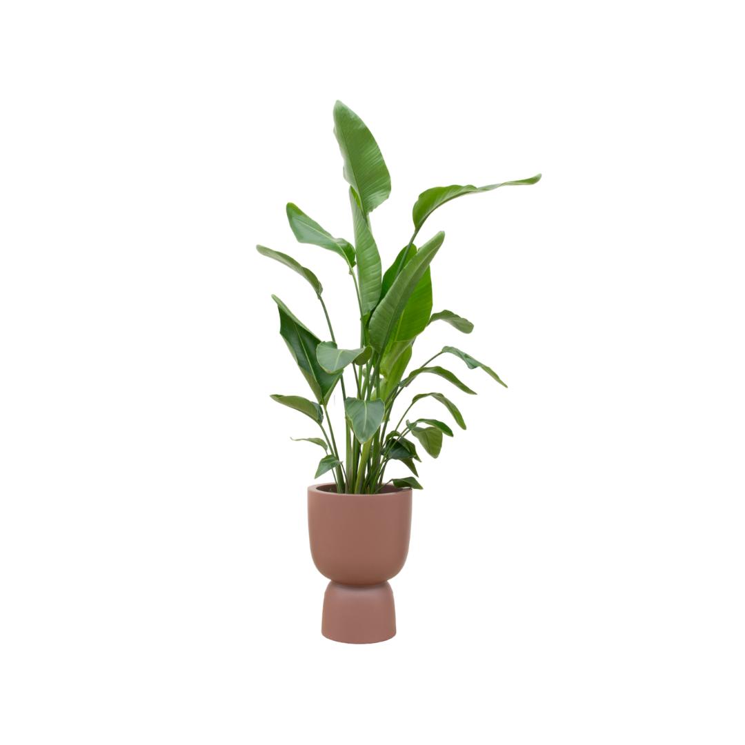 Strelitzia Nicolai + elho Pure Coupe
