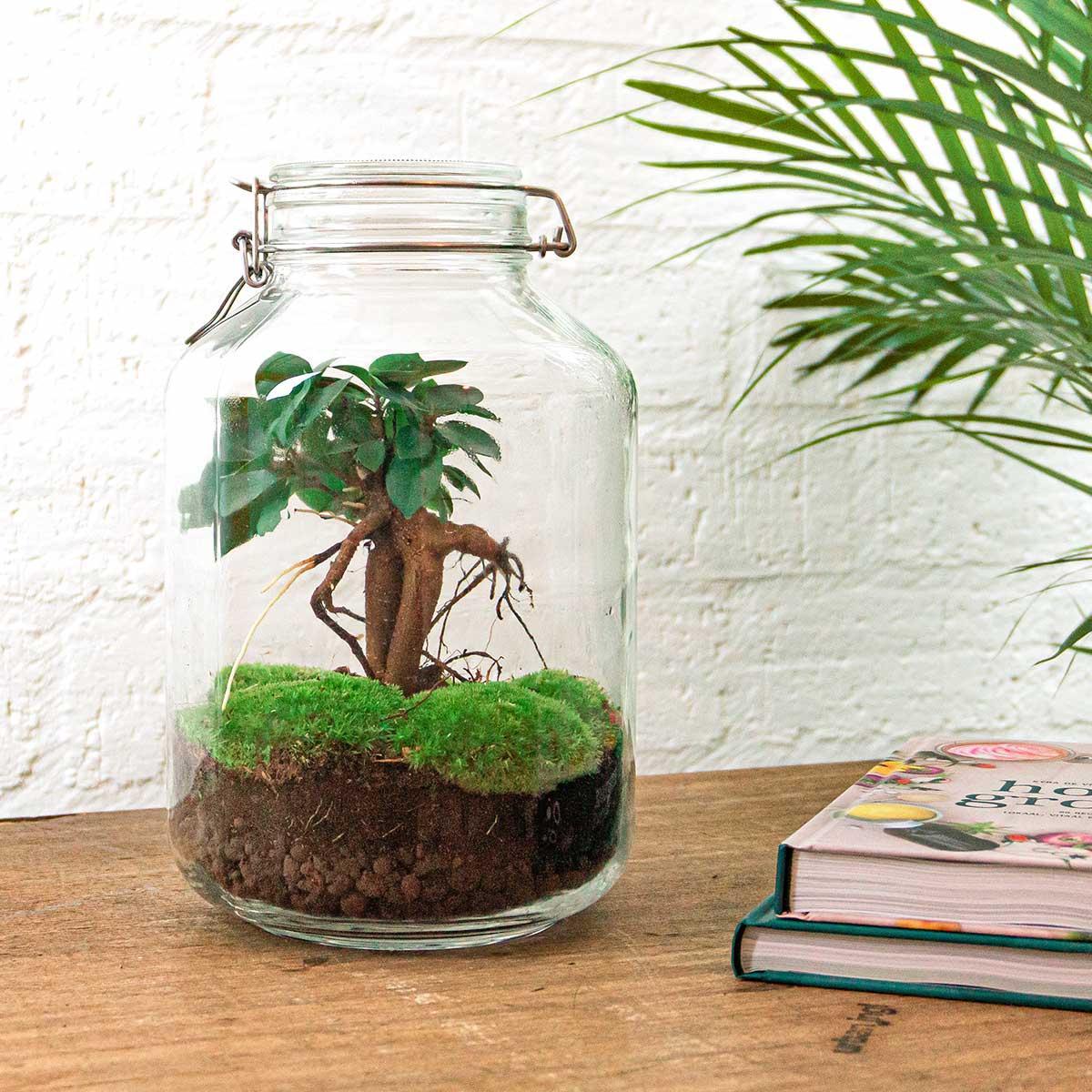 DIY terrarium - Ficus Ginseng bonsai - ↕ 28 cm