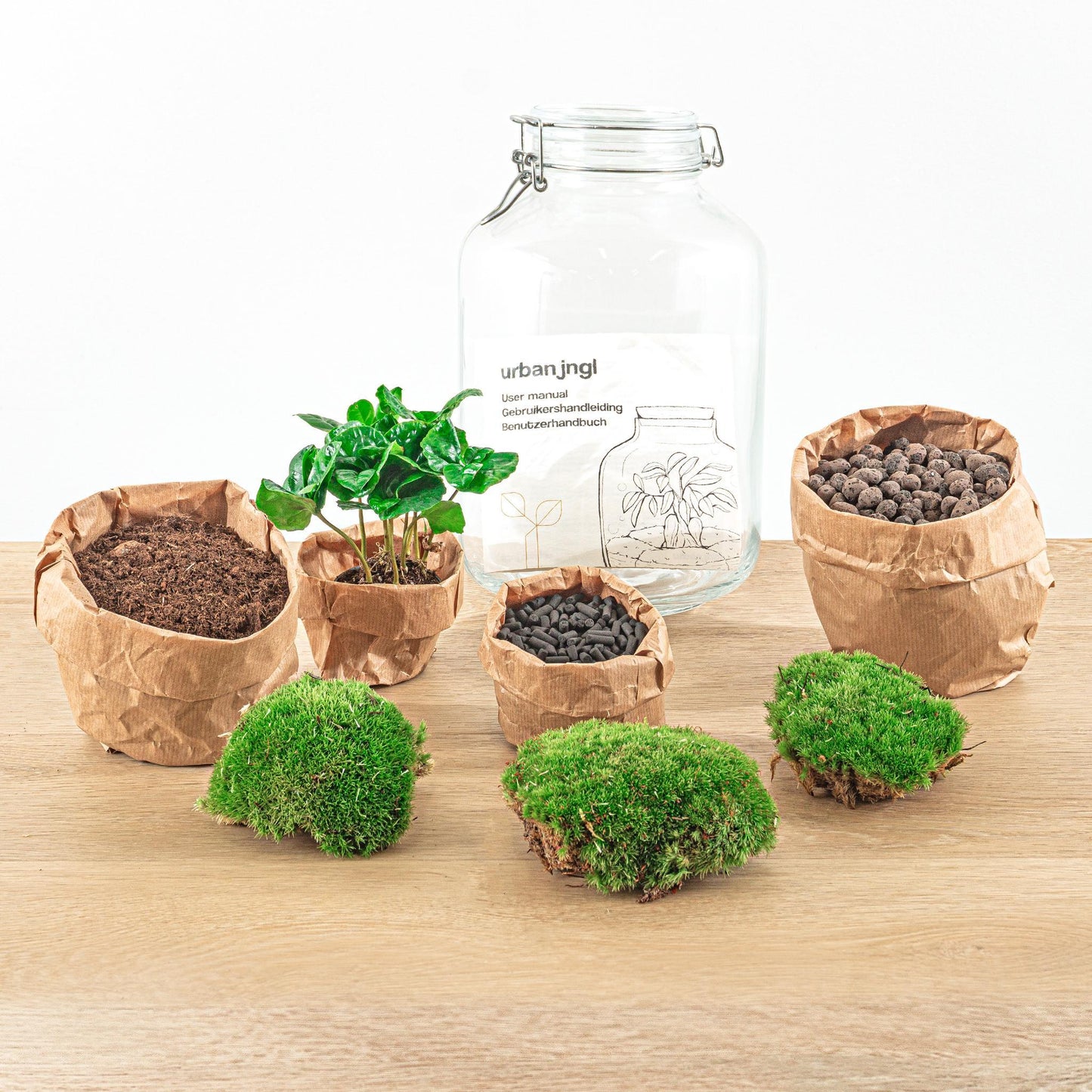 DIY terrarium - Jar - Coffea Arabica - ↕ 28 cm