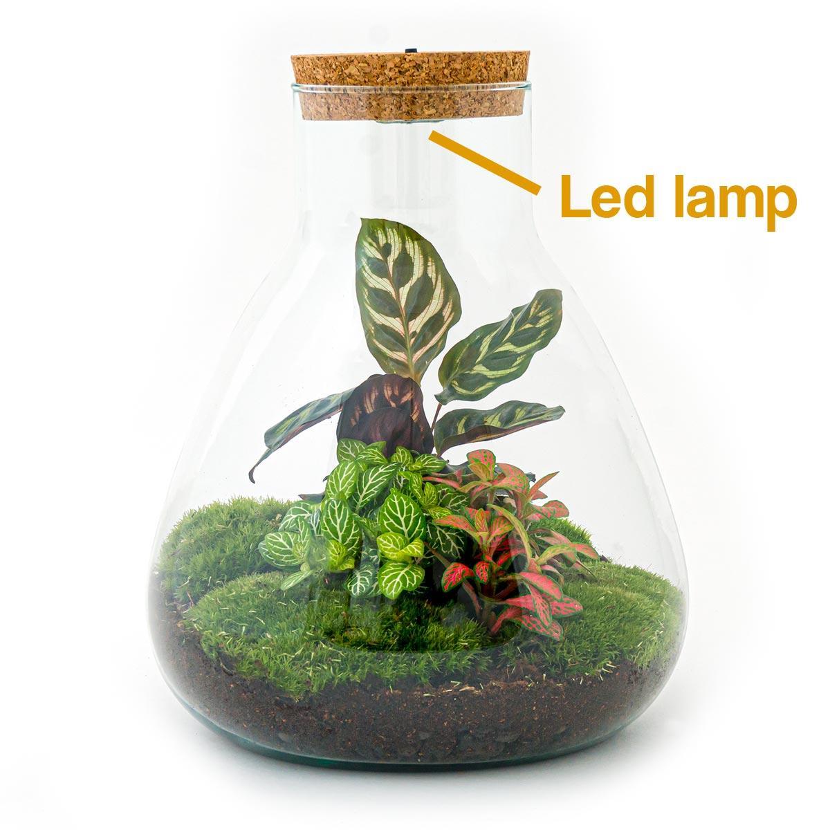 DIY terrarium - Sam Calathea - ↕ 30 cm - incl. LED