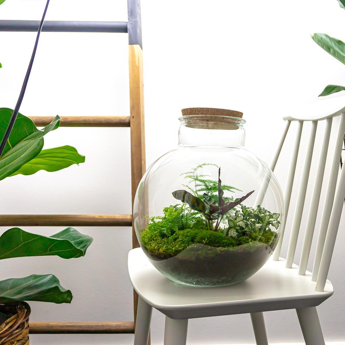 DIY terrarium - Bolder Bob - ↕ 30 cm