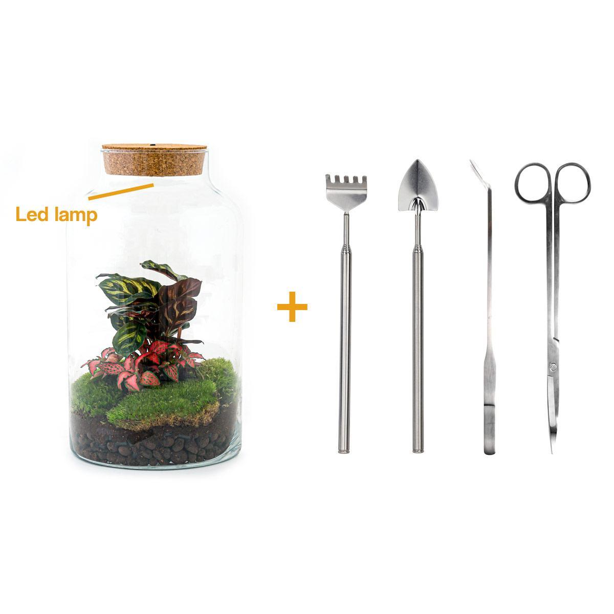 DIY terrarium - Milky Calathea - ↕ 31 cm - incl. LED