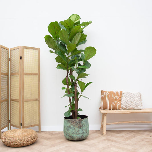 Ficus Lyrata (vertakt)