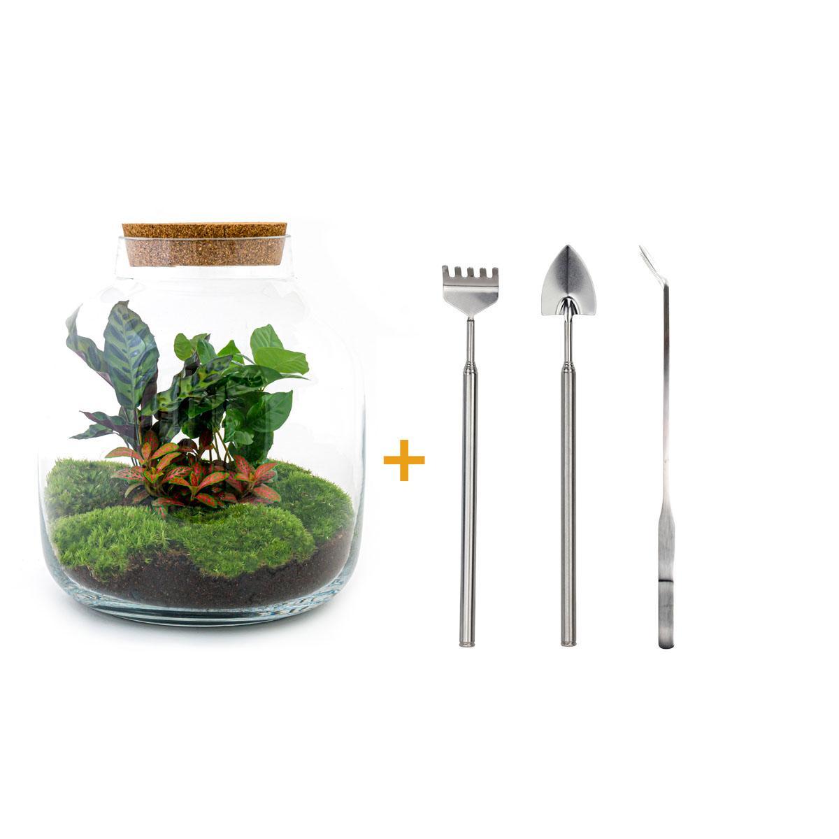 DIY terrarium - Billie Botanical - ↕ 30 cm