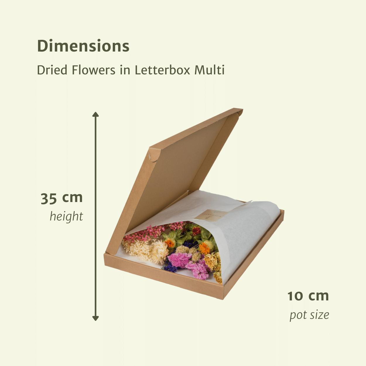 Droogbloemen in Brievenbuspakket - Multi