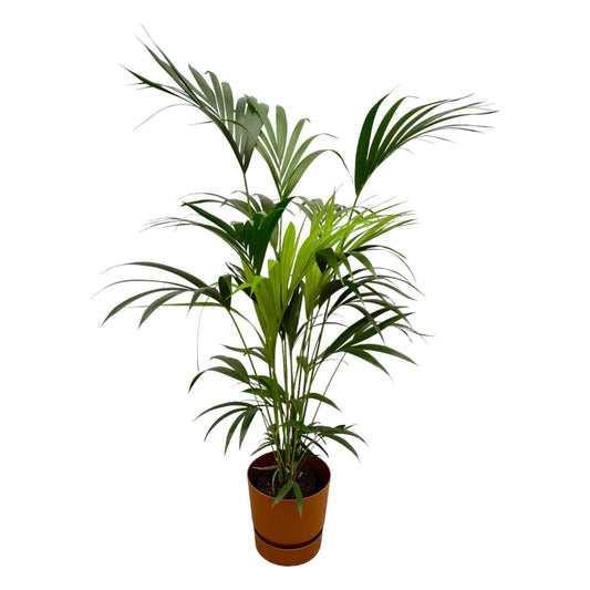 Kentia palm + elho Greenville Round