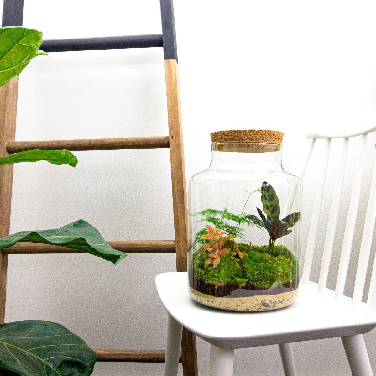 DIY terrarium - Milky - ↕ 30 cm