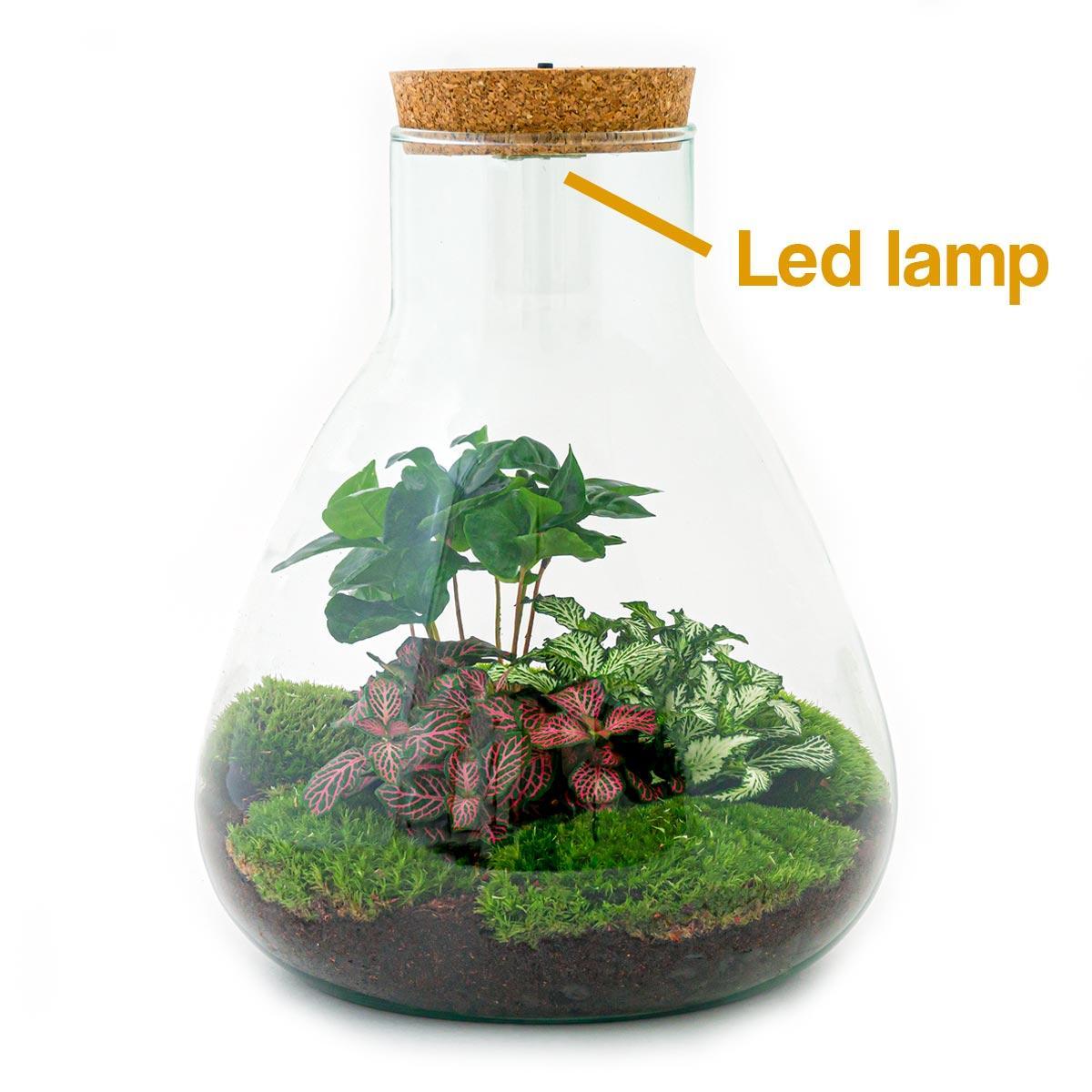DIY terrarium - Sam Coffea - ↕ 30 cm - incl. LED