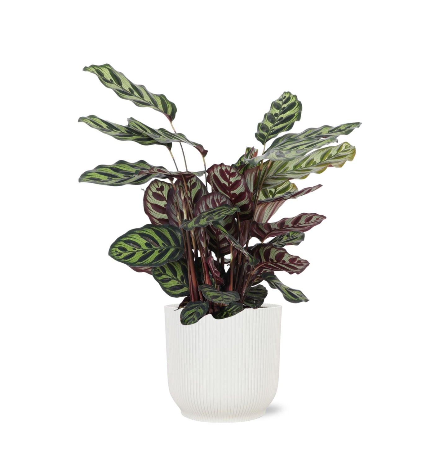 Calathea Makoyana + elho Vibes pot