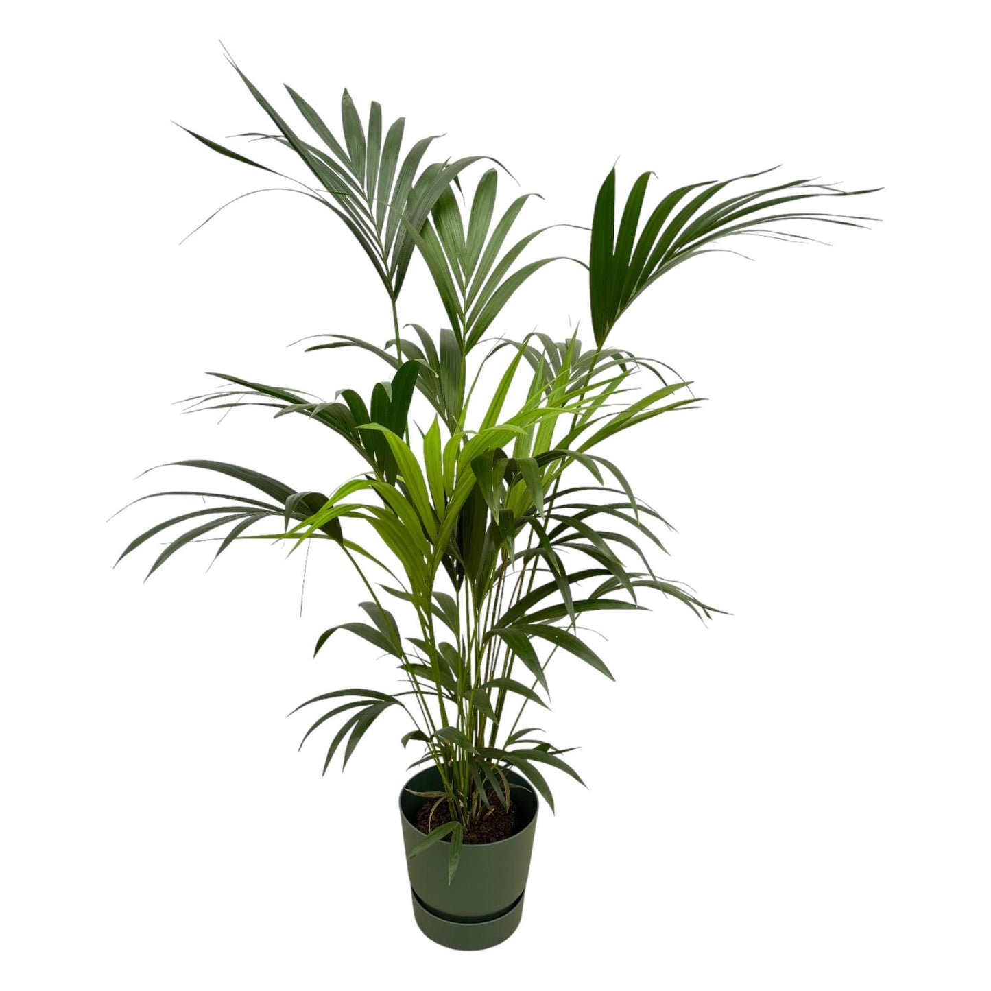 Kentia palm + elho Greenville Round
