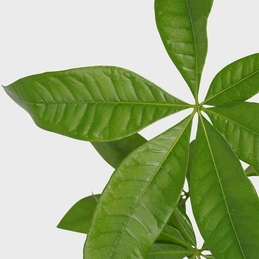 Alles over Pachira Aquatica: Verzorging en Tips