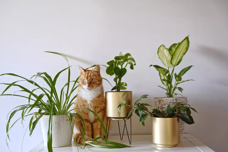 Diervriendelijke planten