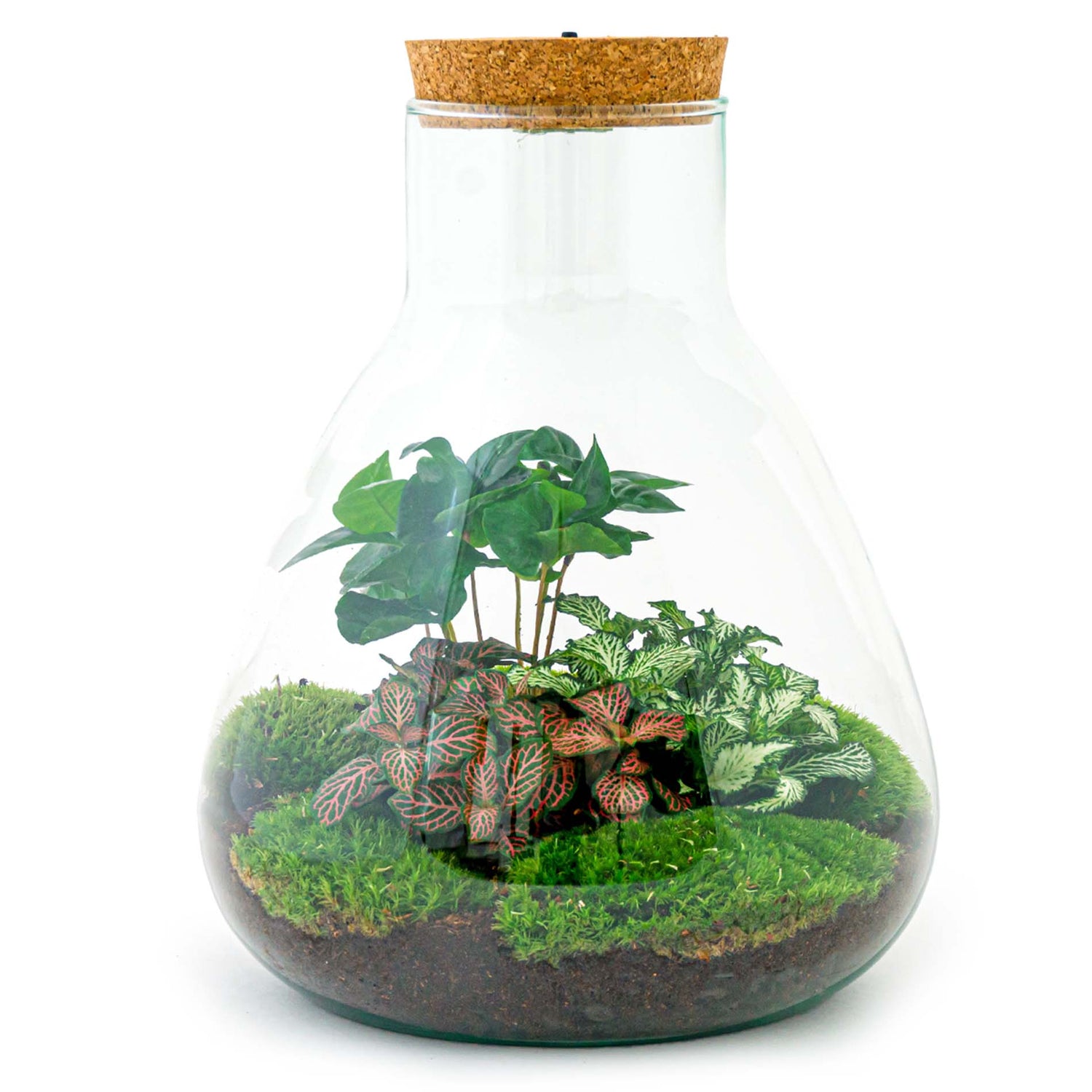 Planten terrariums