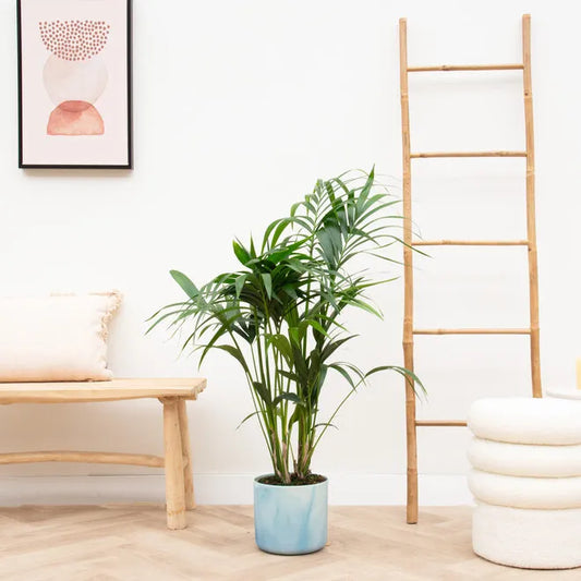 Kentia palm + elho Ocean Round